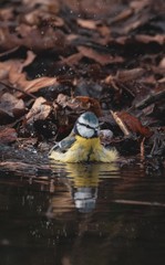 Blue tit having a bath at a pond in autumn