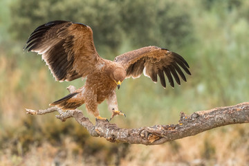 Iberian imperial eagle on a branch with wings open or in flight, with unfocused fonts