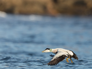 Common Eider male taking off from the blue ocean in winter