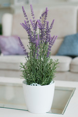 Lavender in a decorative white vase in the interior of the living room or bedroom