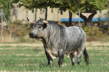 nice spanish bull quiet in the countryside