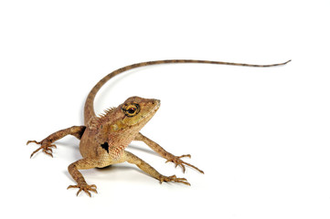 Oriental garden lizard, bloodsucker / Blutsaugeragame, Indische Schönechse (Calotes versicolor) 