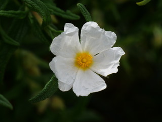 Mediterranean White Flower Closeup