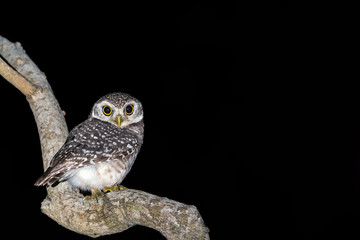 Spotted owlet or Athene brama, beautiful brown bird perching on the branch at night with a black background, Hat Wanakon National Park, Thailand.