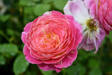 pink rose in garden