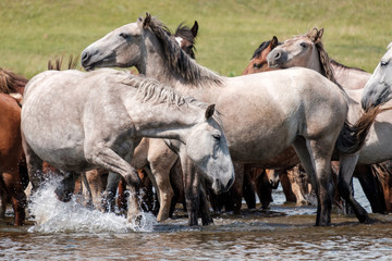 Fototapeta premium light horses drink water in the river on a hot day