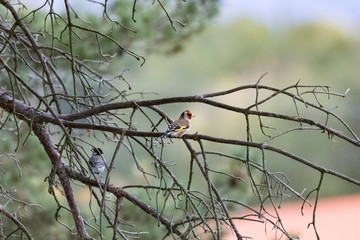 European goldfinch-Chardonneret élégant (Carduelis carduelis)