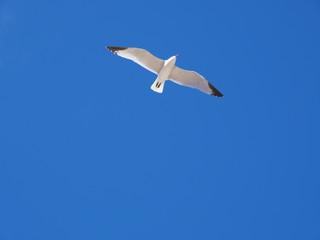 Mediterranean Seagull