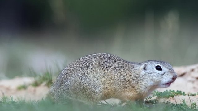 Ground squirrel in its natural habitat
