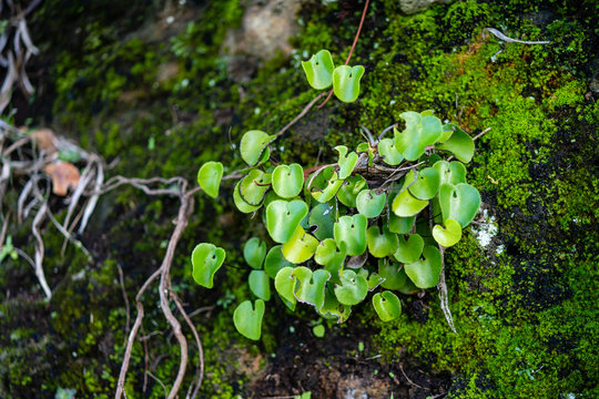 Rare plants in the Anaga Mountains