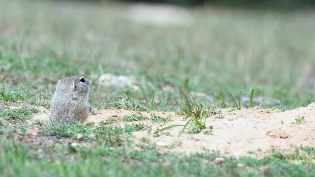 Ground squirrel in its natural habitat