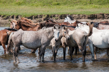 Obraz na płótnie Canvas herd of horses at a watering hole in the river