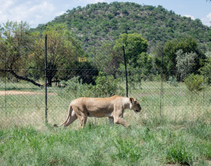 Lioness walking in a field