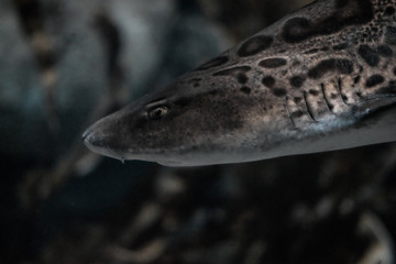 Shark in an Aquarium