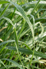Gras mit frischen Tautropfen bei Sonnenschein