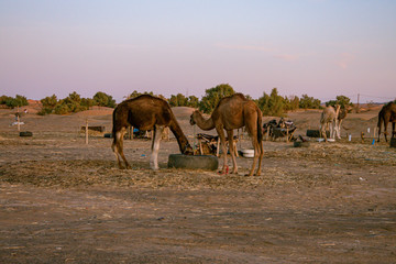 Fototapeta na wymiar Camels on the outskirts of the city of Merzouga. Morocco