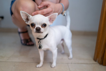 A small white pincher dog with a girl