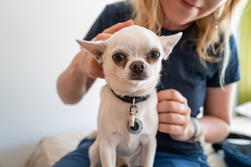 A small white pincher dog with a girl