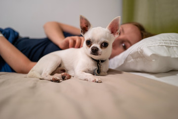 A small white pincher dog with a girl