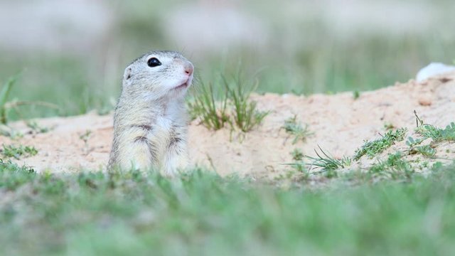 Ground squirrel in its natural habitat