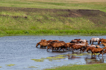 a lot of horses coming down the river and drink water