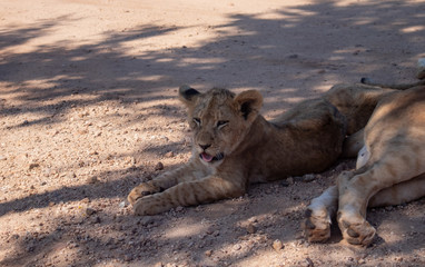 Sleepy Lion cub in the shade