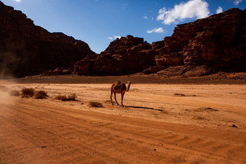 Wadi Rum Desert in Jordan. On the Sunset. Panorama of beautiful sand pattern on the dune. Desert landscape in Jordan.