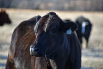 Black Angus Cattle
