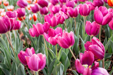Pink tulips