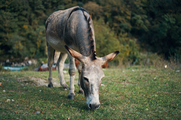 Naklejka na ściany i meble donkey in field
