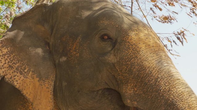 Gorgeous close up portrait of a beautiful Asian elephant.