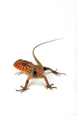Oriental garden lizard, bloodsucker / Blutsaugeragame, Indische Schönechse (Calotes versicolor) 