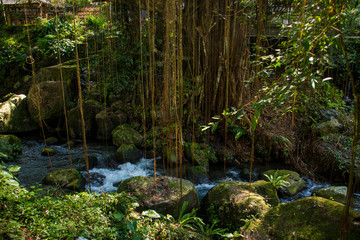 Naklejka na ściany i meble Secret Forest Stream in Pura Gunung Kawi, Bali, Indonesia