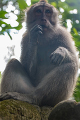 Monkeys In Sacred Monkey Forest Sanctuary In Ubud, Bali, Indonesia