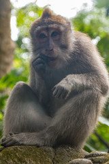 Obraz premium Monkeys In Sacred Monkey Forest Sanctuary In Ubud, Bali, Indonesia