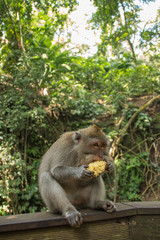 Monkeys In Sacred Monkey Forest Sanctuary In Ubud, Bali, Indonesia