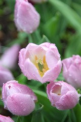 tulips in garden