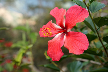 Red hibiscus flower on a nature background.
