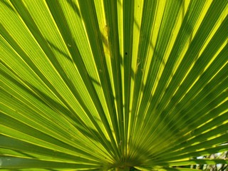 Fototapeta premium leaf of palm tree