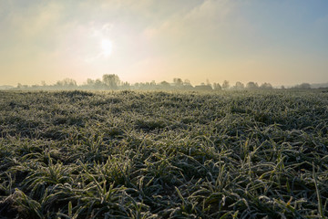 frosty countryside landscape, frozen grain