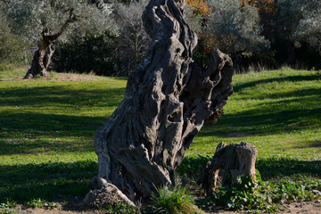 Tronco de olivo centenario