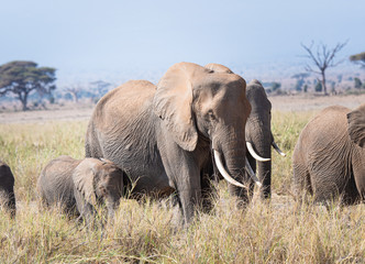 Fototapeta na wymiar group of elephants