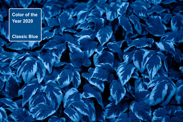 Color of the year 2020 Classic Blue inscription. Floral background toned in trendy blue color. Leaves of Aegopodium podagraria Variegatum in soft focus, top view.