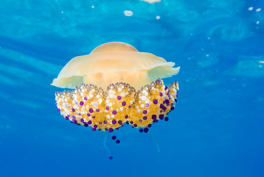Mediterranean Fried Egg Jellyfish - Cotylorhiza tuberculata. Blue waters.