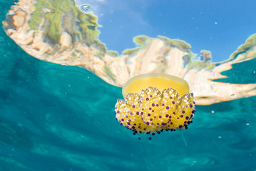 Mediterranean Fried Egg Jellyfish - Cotylorhiza tuberculata. Blue waters. © jordi