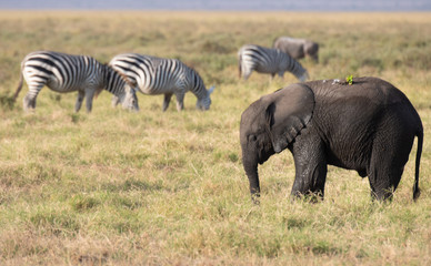 Young elephant and zebras