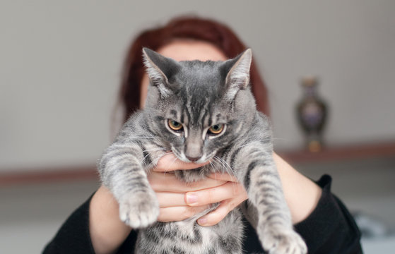 Young woman holding mad cat or angry cat