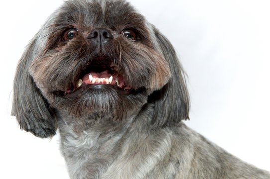 Studio image of alert shih tzu dog with fresh haircut against white background. Close up portrait looking up with mouth open.