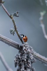 Red ladybug at frozen branches