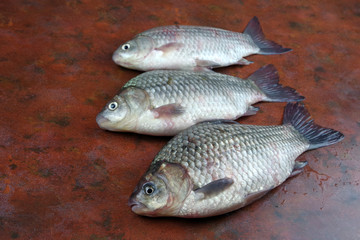 crucian fish lying on the table top view